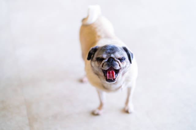 犬の口臭が気になるときはどうする？口臭の原因や対策方法を解説！のサムネイル画像